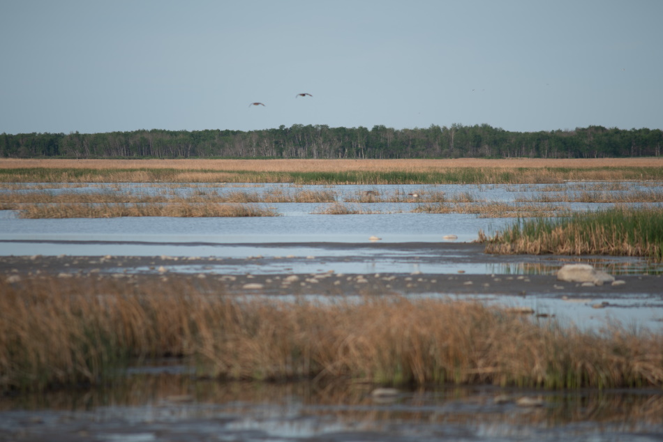 NCC launches a new critical grassland project